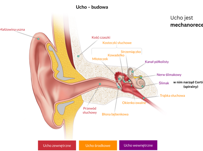 Narządy zmysłów 3 KLASA ROZSZERZENIE BIOLOGIA