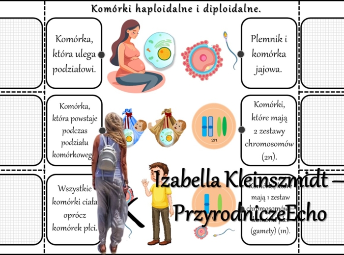 Notatka okienkowa/stacja zadaniowe/notatka/notatka graficzna/karta pracy/sketchnotka „Podziały komórkowe”, „Mitoza i mejoza”, „Znaczenie biologiczne mitozy i mejozy” w pdf. Biologia 8 dział „Genetyka”. Materiał wykonany na podstawie podręcznika z wydawni