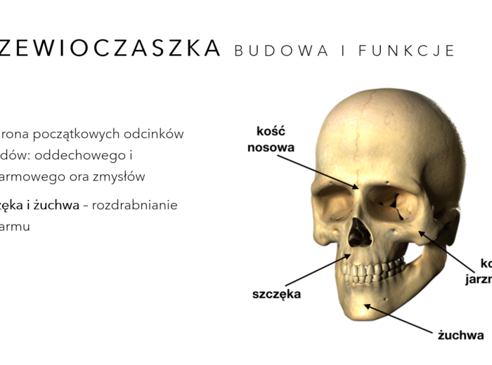 Aparat ruchu KLASA 2 PODSTAWA BIOLOGIA