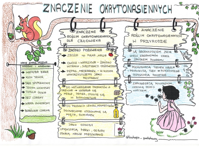 Okrytonasienne - klasa 5 - kolorowa sketchnotka cz.3