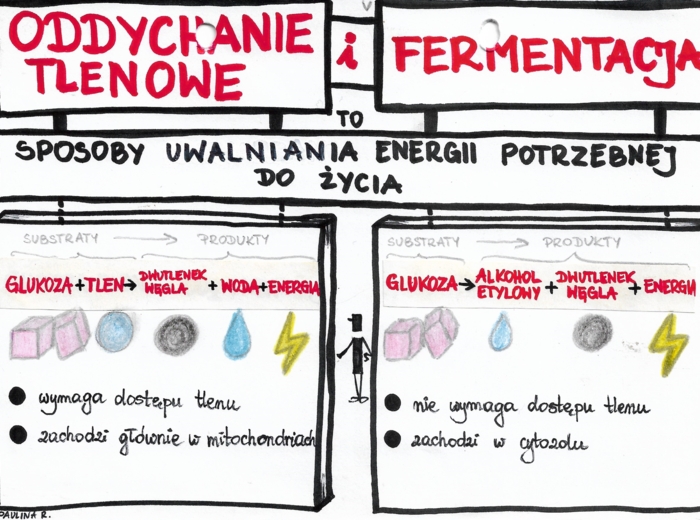 Klasa 5 - Oddychanie tlenowe i fermentacja - kolor
