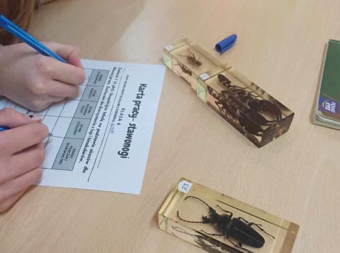 Karta pracy - stawonogi