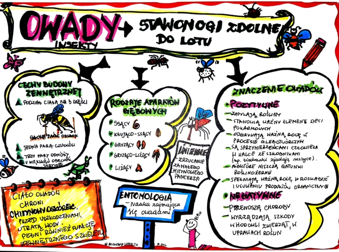 Klasa 6. Biologia. Owady (karta pracy kolorowa)