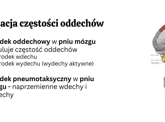 układ oddechowy KLASA 3 ROZSZERZENIE BIOLOGIA