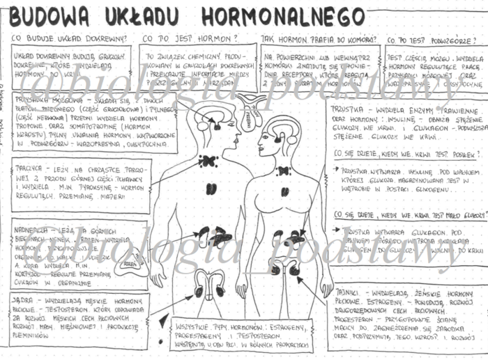Klasa 7 - Budowa układu hormonalnego - sketchnotka