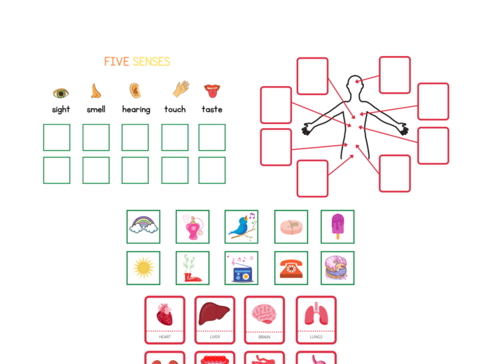 My body set - zestaw do nauki części ciała, organów oraz 5 zmysłów, CLIL