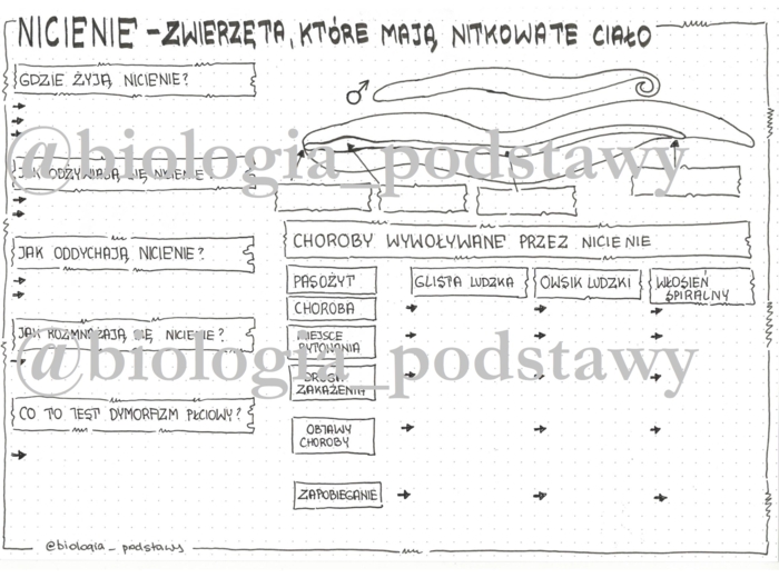 Klasa 6 - Nicienie - karta pracy
