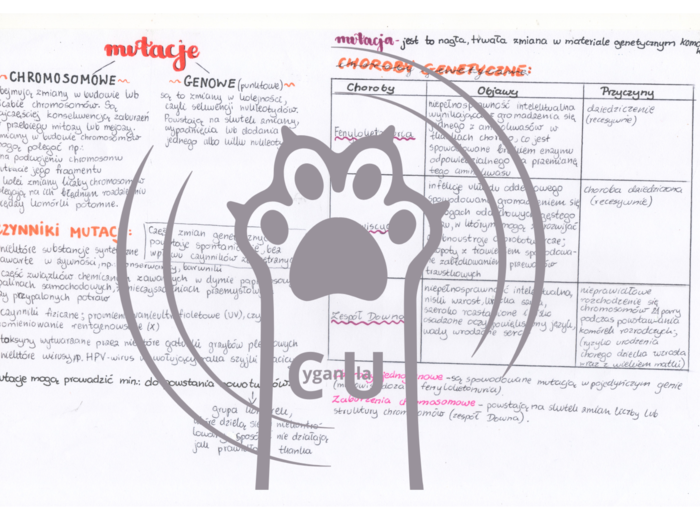MEGA PAKA: Genetyka & Podziały Komórkowe – Notatki Wizualne: Mitoza, Mejoza, DNA, Krzyżówki genetyczne