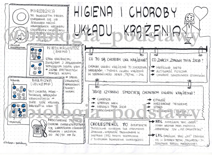 Klasa 7 - Higiena i choroby układu krążenia - sketchnotka