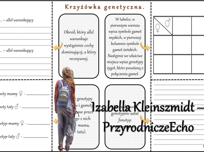 Notatka okienkowa/stacja zadaniowe/notatka/notatka graficzna/karta pracy/sketchnotka „Dziedziczenie cech u człowieka”, „Krzyżówki genetyczne”, „Jak zapisać krzyżówkę genetyczną?” w pdf. Biologia 8 dział „Genetyka”. Materiał wykonany na podstawie podręczn