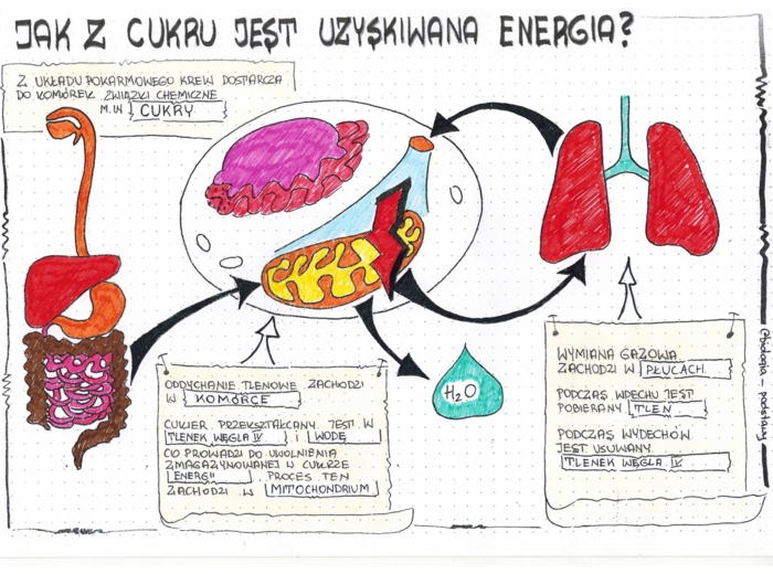 Jak z cukru powstaje energia - klasa 5