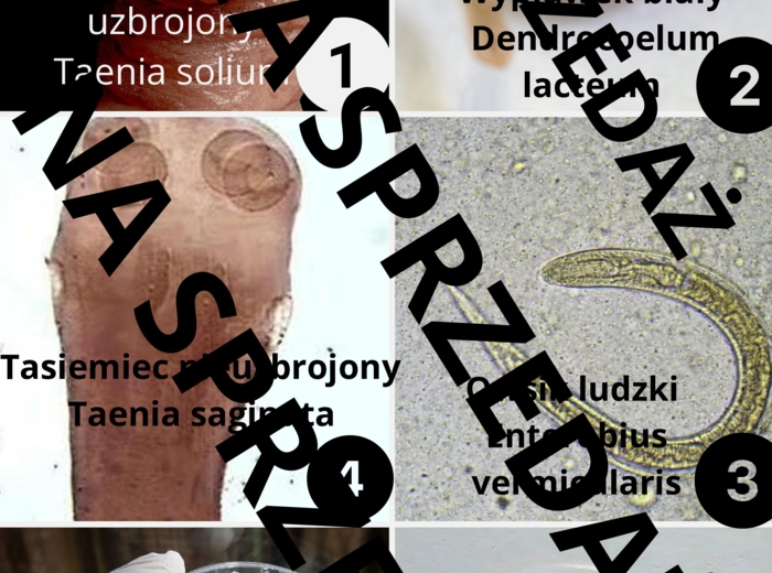 Klasyfikacja, rozróżnianie zwierząt na podstawie zdjęć pierścienice, nicienie, płazińce