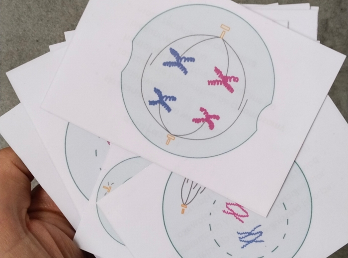 Fiszki - cykl komórkowy, mitoza, mejoza