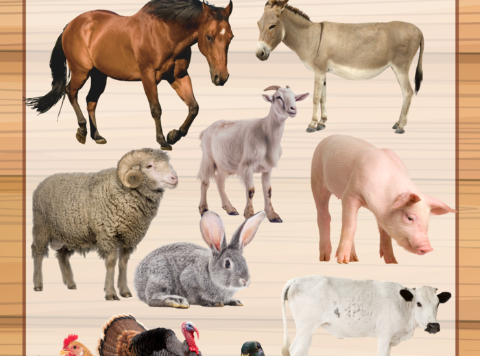 PLANSZE ZWIERZĘTA GOSPODARSKIE