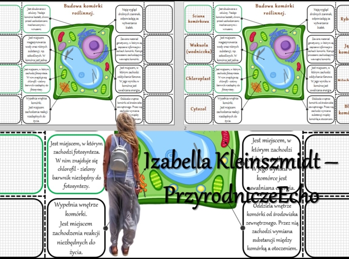 Notatka okienkowa/stacja zadaniowe/notatka/notatka graficzna/karta pracy/sketchnotka „ Plan budowy organizmu zwierzęcego”, „W królestwie zwierząt” w pdf. Biologia 5 dział „Świat zwierząt”. Materiał wykonany na podstawie podręcznika z wydawnictwa Nowa Era