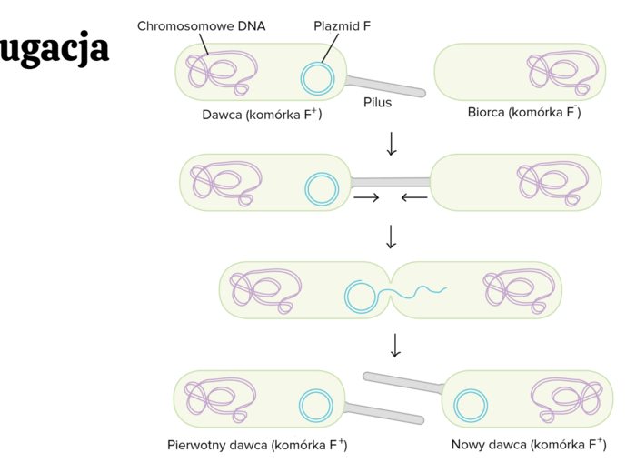 Zmienność organizmów KLASA 4 ROZSZERZENIE BIOLOGIA
