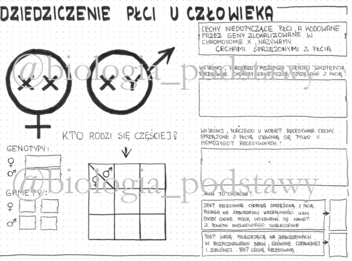 Klasa 8 - Dziedziczenie płci u człowieka - KP