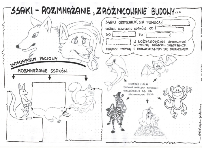 Ssaki - klasa 6 - KP