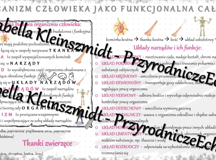 Sketchnotka - notatka „Organizm człowieka jako funkcjonalna całość” wykonana w power point do edycji. Biologia 7; „Organizm człowieka. Skóra”