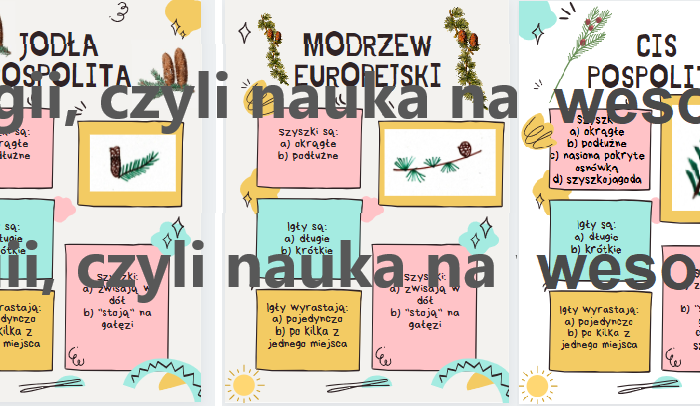 Najpopularniejsze rośliny iglaste (nagonasienne) - quiz/zajęcia terenowe