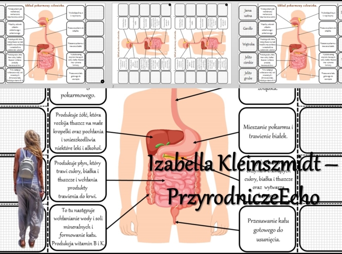 Notatka okienkowa/stacja zadaniowe/notatka interaktywna/notatka graficzna/karta pracy/sketchnotka „Budowa układu pokarmowego” w pdf. Biologia 7, dział „Układ pokarmowy”. Materiał wykonany na podstawie podręcznika z wydawnictwa Nowa Era – nowość 2024/2025
