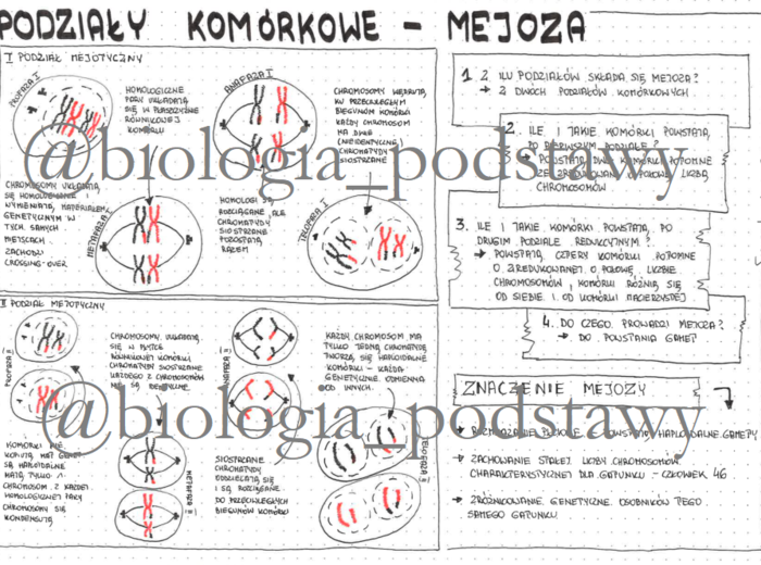 Klasa 8 - podziały komórkowe - mejoza - sketchnotka
