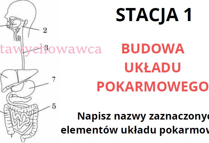 Układ pokarmowy