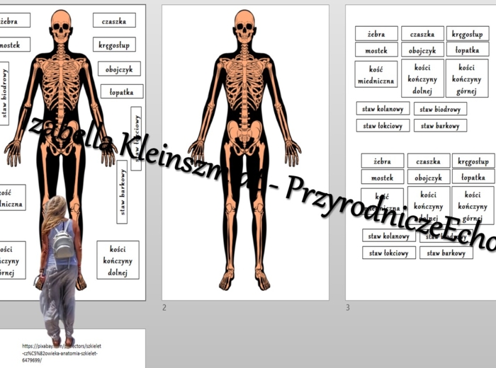 Budowa układu szkieletowego – układanka do zalaminowania. Przyroda 4 / Biologia 7. Układy narządów człowieka. Przyroda 4, „Odkrywamy tajemnice ciała człowieka”.