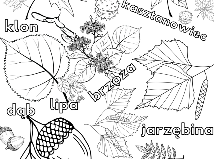 Kolorowanka XXL - edukacyjna, jesienne liście wraz z nazwami + owoce drzew
