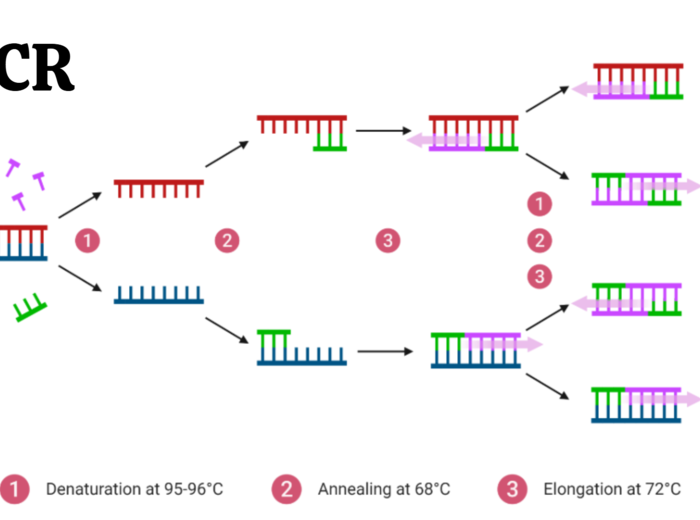 biotechnologia molekularna KLASA 4 ROZSZERZENIE BIOLOGIA
