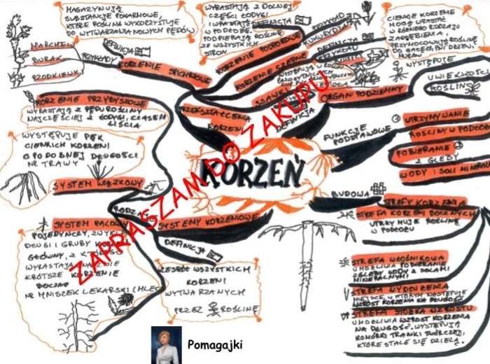 Biologia klasa 5 - korzeń