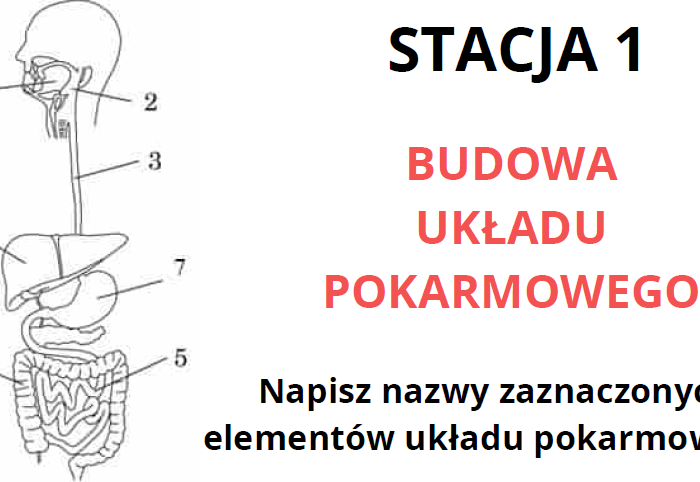 Układ pokarmowy