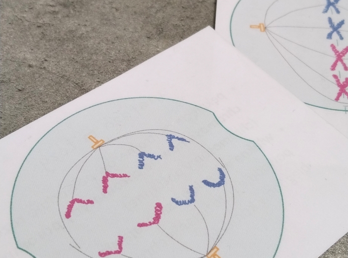 Fiszki - cykl komórkowy, mitoza, mejoza