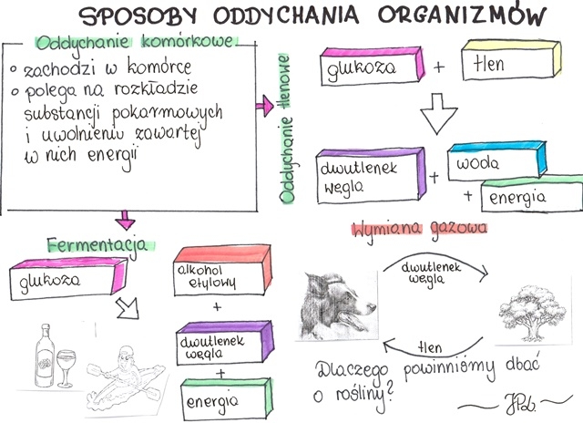 Sposoby oddychania organizmów (KP 1 uzupełniona)