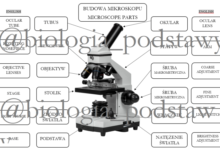 Klasa 5 - budowa mikroskopu - notatka z elementami angielskiego