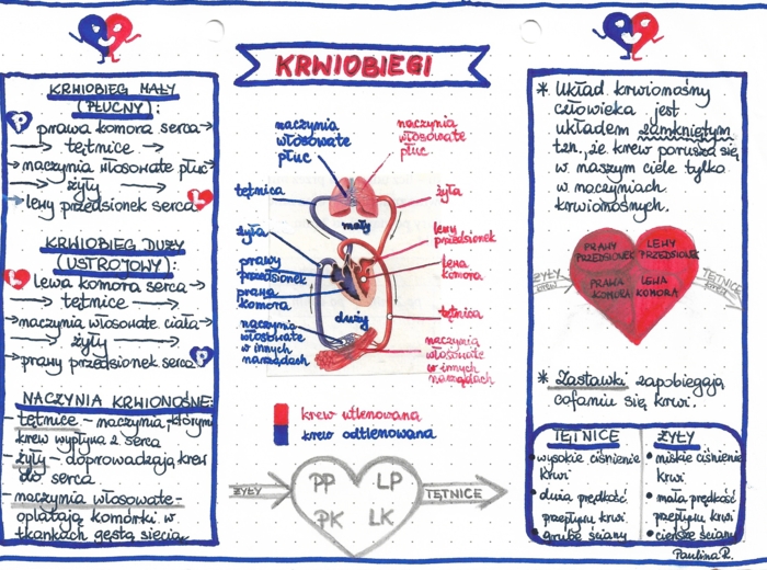 Układ krwionośny - krwiobiegi - kolor - klasa 7