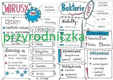 Klasa 5. Biologia. WIRUSY I BAKTERIE SKETCHNOTKA