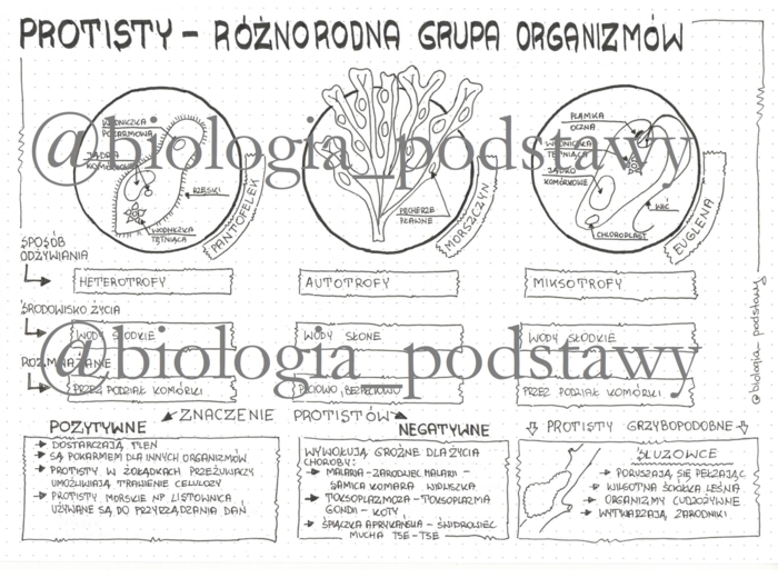 Klasa 5 - Protisty - sketchnotka