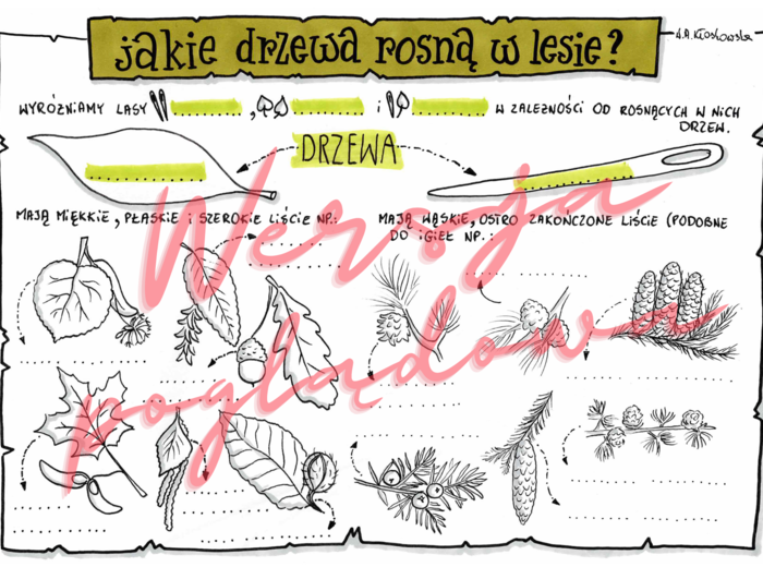 Jakie drzewa rosną w lesie? -przyroda kl. 4