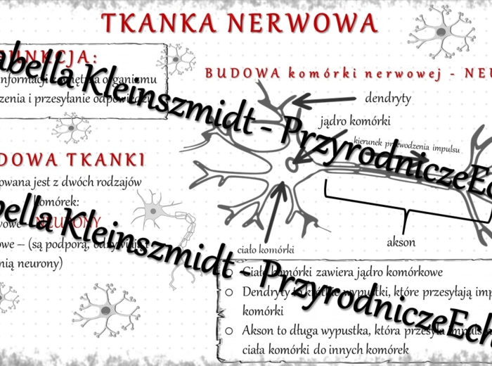 Sketchnotka - notatka „Tkanka nerwowa” wykonana w power point do edycji. Biologia 6; „Świat zwierząt”