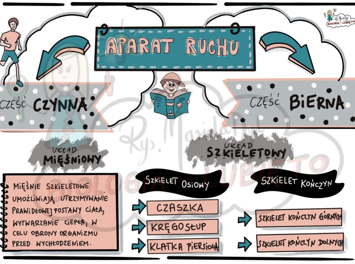 Aparat ruchu. Klasa 7 Wklejka do zeszytu.