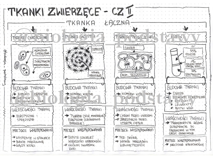 Klasa 6 - Tkanka łączna - sketchnotka