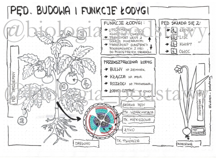 Klasa 5 - pęd. Budowa i funkcje łodygi - sketchnotka do pokolorowania