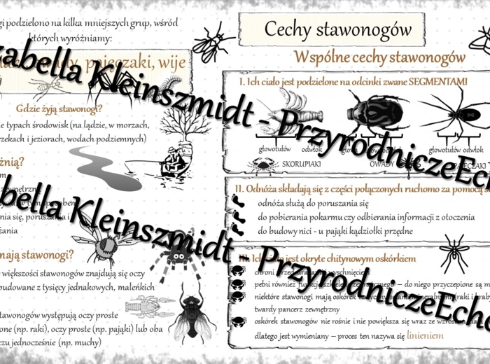 Sketchnotka - notatka „Cechy stawonogów” wykonana w power point do edycji. Biologia 6; „Stawonogi i mięczaki”