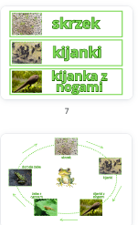 Frog life cycle- Cykl życia żaby