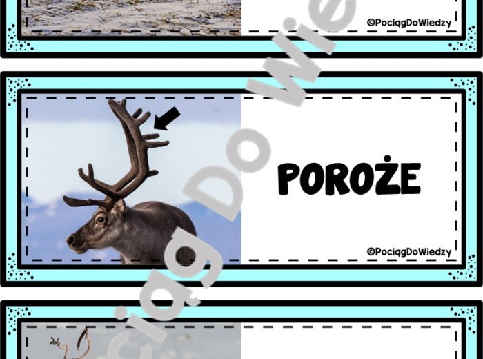 Zima - Wszystko o reniferach