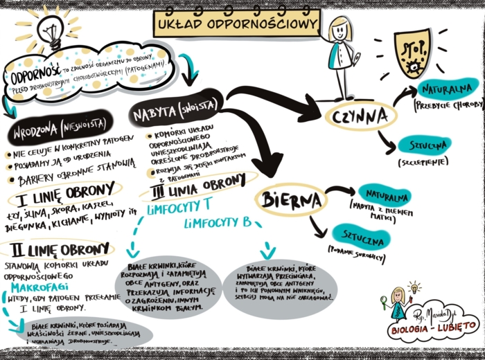 Klasa 7. Biologia. Układ odpornościowy (sketchnotka)
