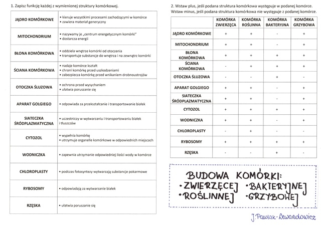 Budowa komórki zwierzęcej, roślinnej, bakteryjnej i grzybowej