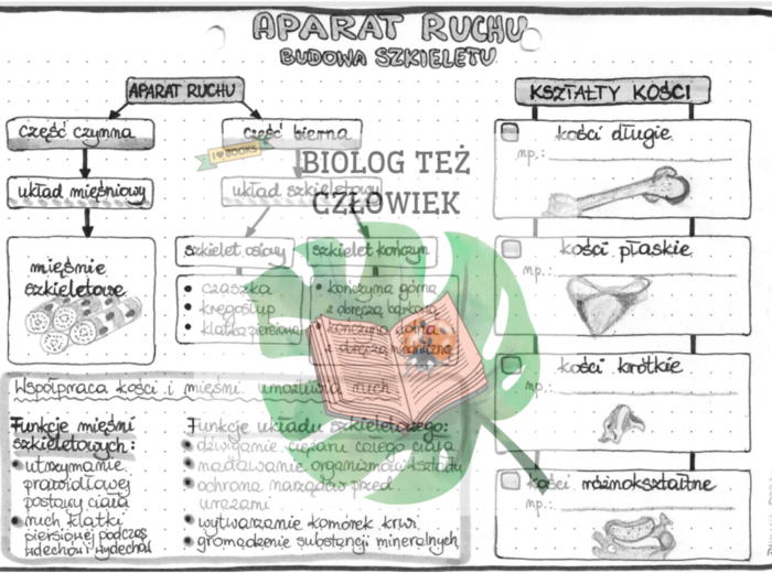 Aparat ruchu (część czynna i bierna - funkcje) - szarość