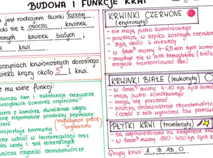Budowa i funkcje krwi (sketchnotka)